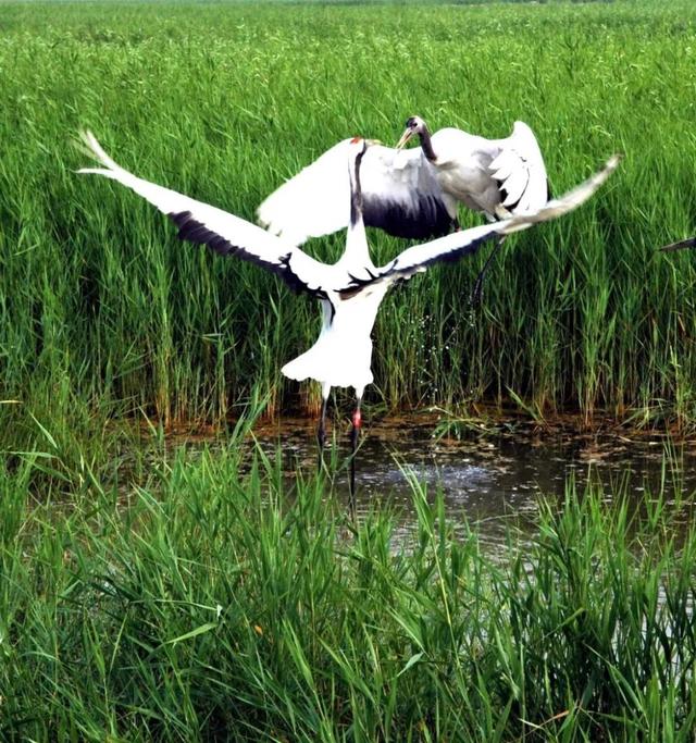 仅限50人！首趟高铁齐齐哈尔牧场烤肉开团啦