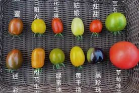 圣女果到底是不是小番茄？一文明白圣女果和小番茄的关系图片