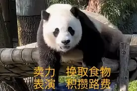 国宝大熊猫是近视眼吗？图片