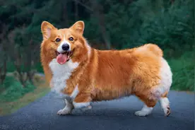 狗狗应注意以下症状，这可能是老年痴呆症的前兆图片