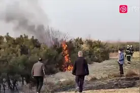 山西运城一树林被烧毁疑上坟烧纸所致图片