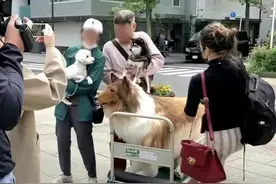 日本男子花200万日元把自己变成狗，竟然是因为做人太累图片