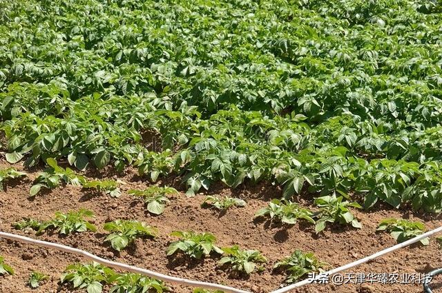 氨基酸&海藻精&腐植酸的作用汇总