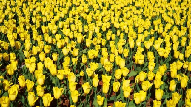 春游云南丨春天来楚雄，赏花、拍花、吃花！