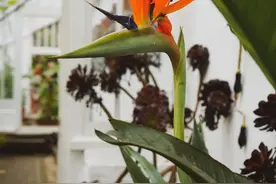 长期养室内的盆栽鹤望兰为啥状态越来越差，就是没做好这6点图片