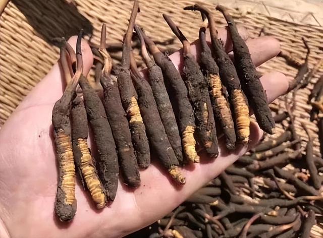 一年只有2个月挖采期的新鲜虫草陆续上市啦！1根鲜=3根干