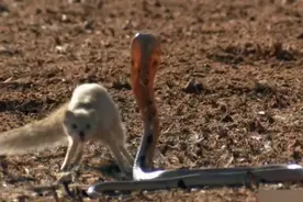 大多数人都知道不要轻易惹蛇，来看看下面这些小动物是怎么战斗的图片