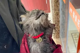 小区保安将宠物猫扔河淹死，物业称“不就死只猫吗”，主人：陪了我4年，非常乖，保安还说很好抓没挣扎图片