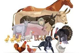 又鸟、马户、勾栏、公公分别指的是谁？刀郎说出了答案。图片