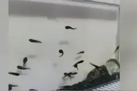 女儿抓小蝌蚪回家遇疫情封闭长出2腿，爸爸愁死，网友：坐等青蛙图片