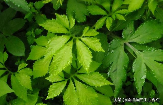 踏春必备“百草图”之三，身边那些有价值的野草，你能认识几种？