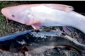 长吻鮠：“不食江团，不知鱼味”，除了味美，还有“金肚”！图片