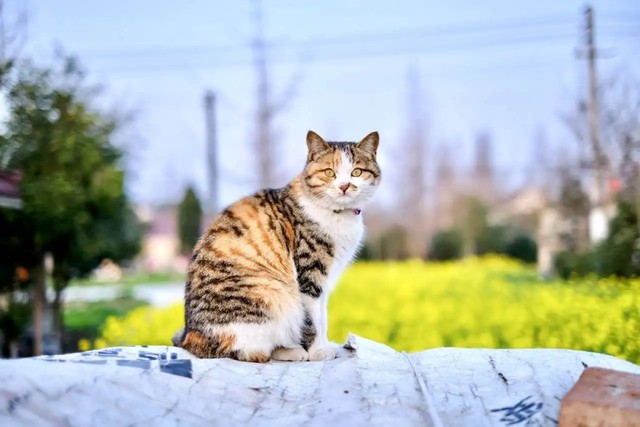 哪种猫最会抓老鼠？这五种猫咪一定榜上有名
