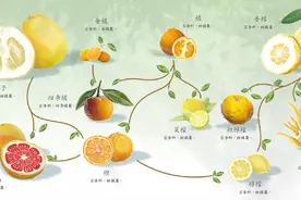 影响世界的中国植物——柑橘图片