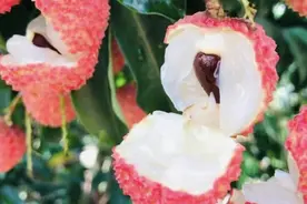 全国哪的荔枝最好吃？经过评比，5种荔枝比较出名，有你家乡吗？图片