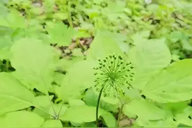 神秘的长白山采参习俗，一起来了解！图片