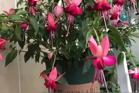 刚带回家的倒挂金钟，牢记掌握3个小技巧，猛长新芽开花多图片