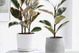 5种“吸尘花”，净化空气好帮手，家里摆一盆，又吸废气又漂亮图片