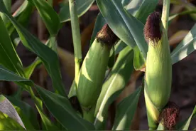 玉米“丫子”因何而生？为啥有人主张掰掉它，也有人愿意保留它？图片