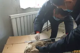 救助国家二级野生保护动物鹰隼图片