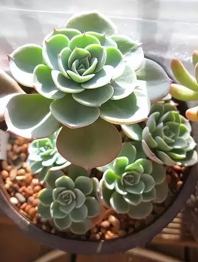 270种常见多肉图谱，一分钟认全！