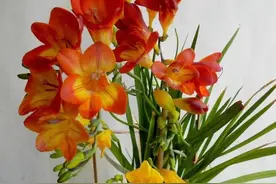 香雪兰种球栽种不能着急，种早了“烂掉”，时间对，开花香满屋图片