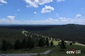 「美丽中国·网络媒体生态行」樟子松故乡——红花尔基的绿色崛起图片