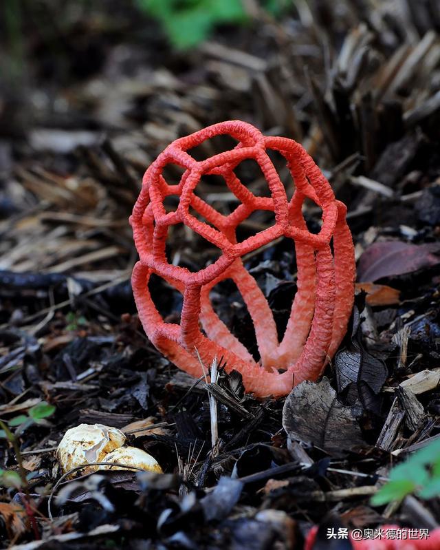 全世界最毒的十种蘑菇，中国最毒的蘑菇致命白毒伞上榜