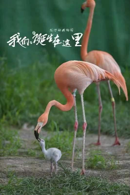 仅限50人！首趟高铁齐齐哈尔牧场烤肉开团啦