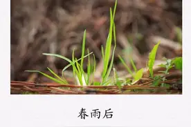 孟郊《春雨后》：昨夜一霎雨，天意苏群物图片
