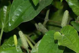 荜茇图片