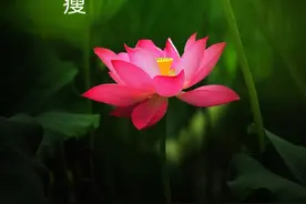 成语释义-春之篇-绿肥红瘦（知否知否应是绿肥红瘦）图片