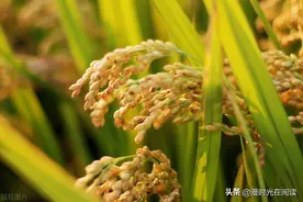吃了那么久的大米，你知道水稻的原产地是哪里吗？图片