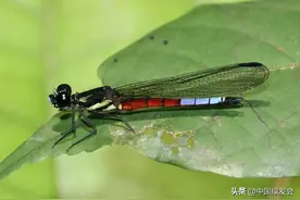 蜻蜓为什么越来越少了？|绿会生物多样性科普小课堂图片