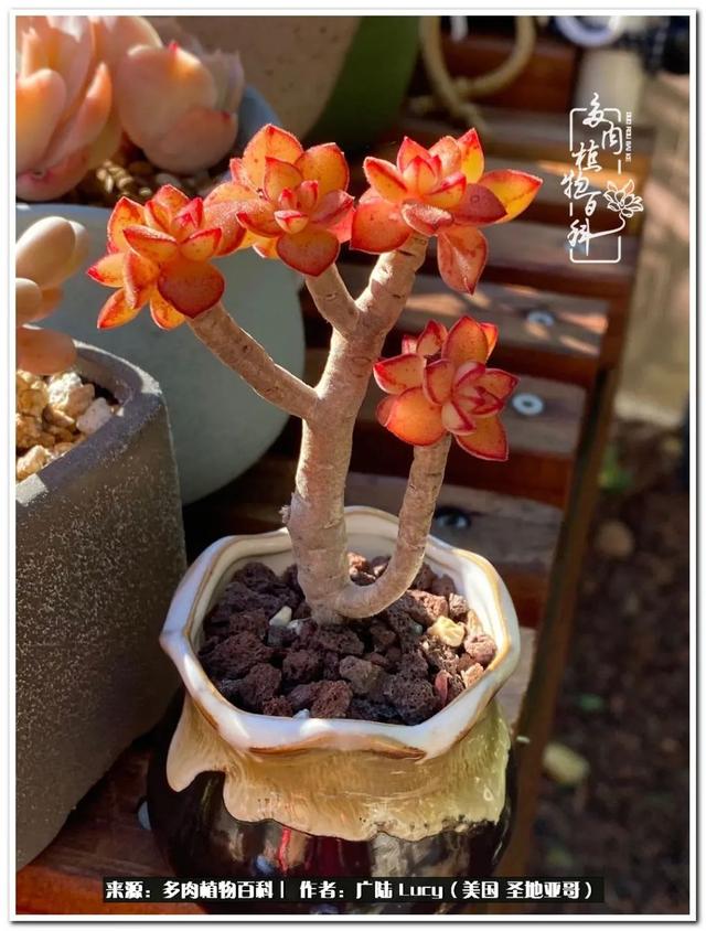 疫情送给我的礼物:肉肉娃和狗狗娃