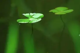 来稿选登：西安卖房惨剧纪实图片