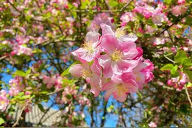 美到“封神”！这场花事打包送你图片