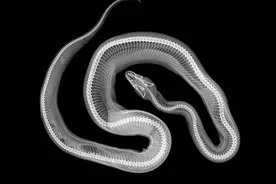 蛇最怕什么？两场实验证明：蛇真的不怕雄黄粉，专家说明了原因图片