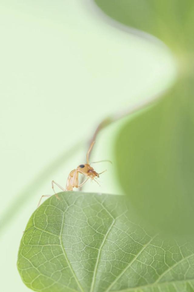 太震撼！适马105mm微距镜头下的梦幻蚂蚁王国
