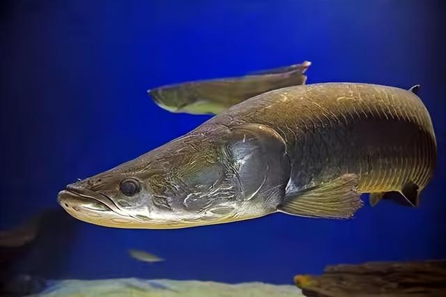 鱼排名 2025年最贵的淡水鱼排名