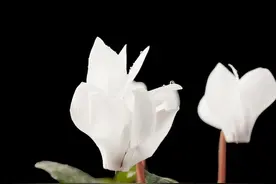 仙客来夏季容易出现萎蔫症状是什么原因？规避高温培植即可矫正图片