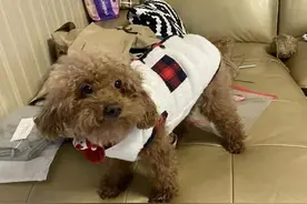 如果你家的狗狗也患了乳腺瘤，请看过来（分享治疗经验）！图片