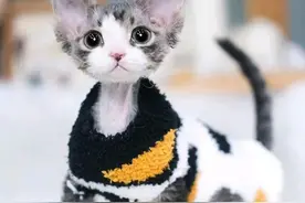真正的猫界小精灵，黏人掉毛少的德文卷毛猫有什么特别之处？图片