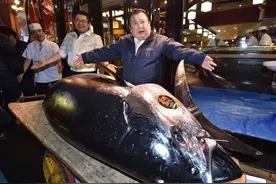 曾被做成猫粮，无人愿吃只能扔进垃圾场，如今却价值上千万的鱼图片