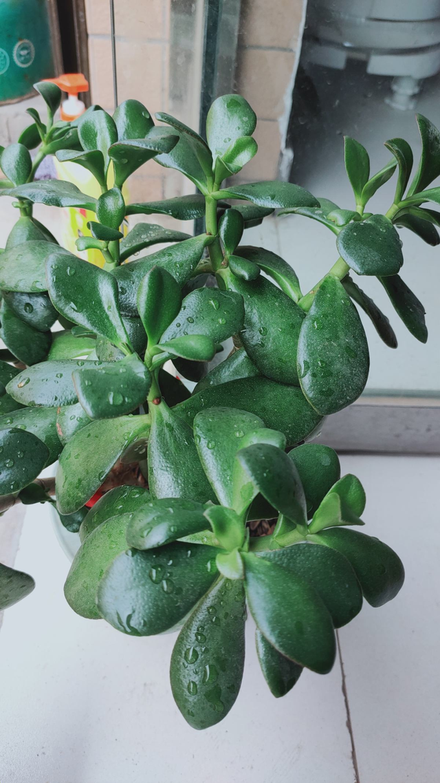 这种多肉名叫"燕子掌",学会4个养护方法,叶子厚实油亮