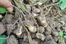 花生荚果膨大期，用这个药剂防治蛴螬，一遍就能治干净图片