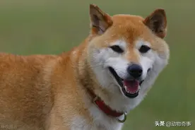 舅舅家养了一只土狗，邻居发现它去串门，嘴巴里总叼着一小段木棍图片