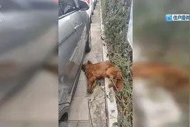 没等送医，“金毛”就死了……同一天，这个小区5只宠物犬接连死亡图片
