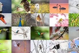 各类题材的摄影实战—最全拍摄技巧全攻略（十一）图片