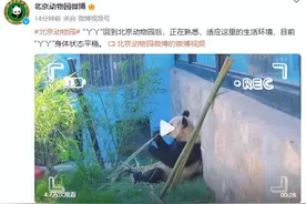 “丫丫”目前状态怎么样？北京动物园发布最新视频图片